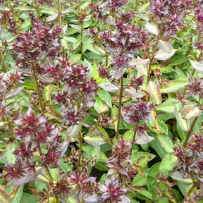 Phlox paniculé Blind Lion - Willemse