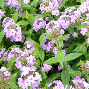 3 Phlox paniculés Hesperis - Willemse
