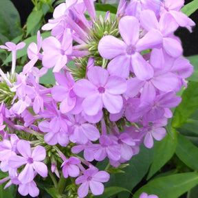 Phlox paniculé Jeana - Willemse