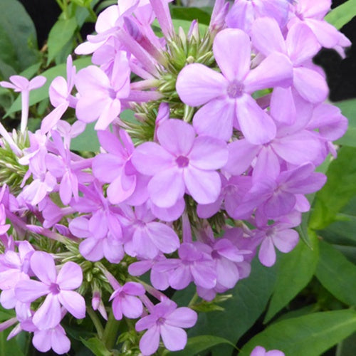 Phlox paniculé Jeana - Willemse