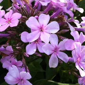 3 Phlox paniculés Lichtspel - Willemse
