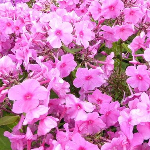 3 Phlox paniculés Pink Flame - Willemse