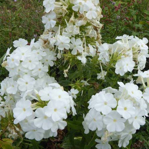 3 Phlox paniculés Rembrandt - Willemse