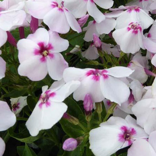 Phlow paniculé White Eye Flame - Willemse