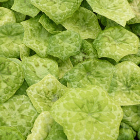 Pomme de mai Kaleidoscope - Willemse