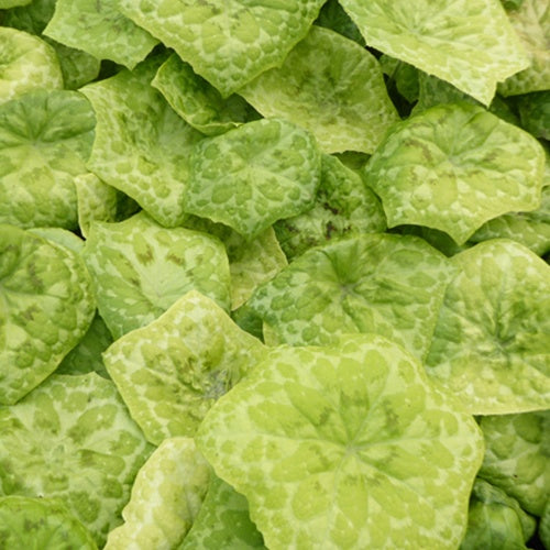 Pomme de mai Kaleidoscope - Willemse