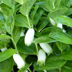 Sceau de Salomon humile - Willemse