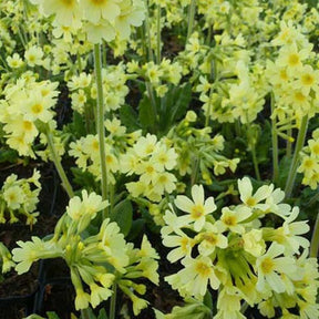 3 Primevères élevée Grande Primevères - Willemse