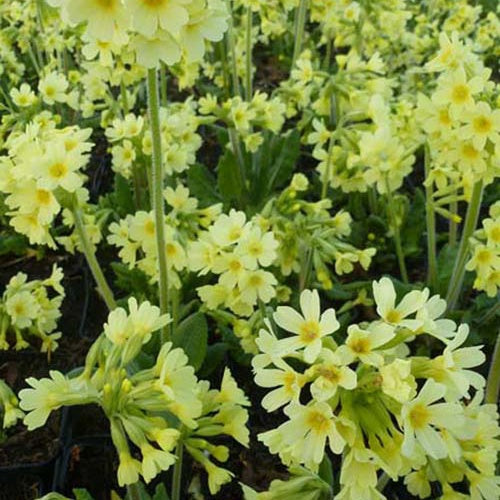 3 Primevères élevée Grande Primevères - Willemse