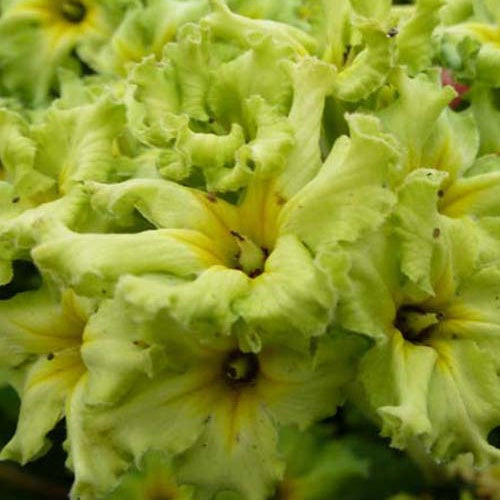 Primevère Francesca - Willemse