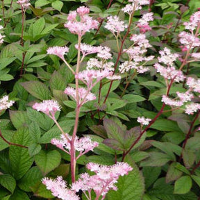 Rodgersia pinnata Hanna - Willemse