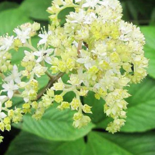 Rodgersia pinnata La Blanche - Willemse