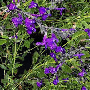 Sauge de Coahuila Purple Ginny - Willemse