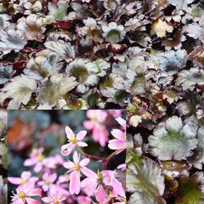 Saxifrage à feuilles noires Black Ruby - Willemse