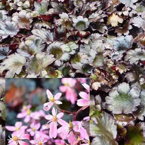 Saxifrage à feuilles noires Black Ruby - Willemse
