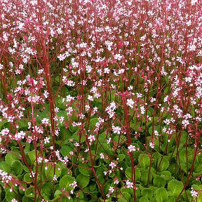 3 Saxifrages des ombrages Désespoir du peintre Saxifrages ombreuse - Willemse