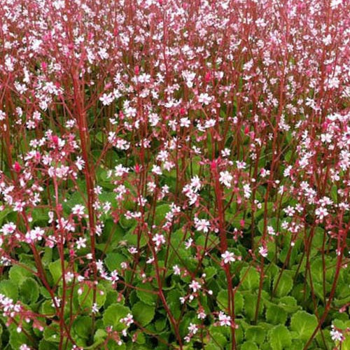 3 Saxifrages des ombrages Désespoir du peintre Saxifrages ombreuse - Willemse
