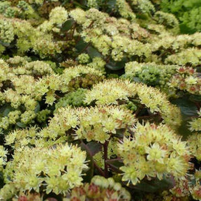Sedum Hab Gray Orpin Hab Gray - Willemse