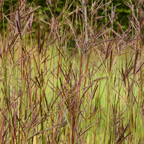 Andropogon Purple Konza - Willemse