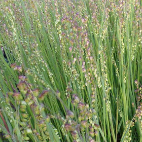 Amourette vivace Limouzi Brize Limouzi - Willemse