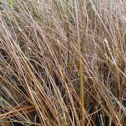 Laîche de Buchanan Frank's Hair - Willemse