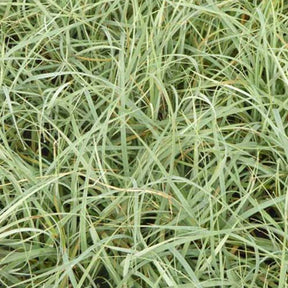 Laîche glauque Blue Zinger - Willemse