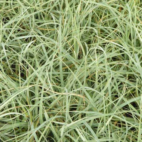 Laîche glauque Blue Zinger - Willemse