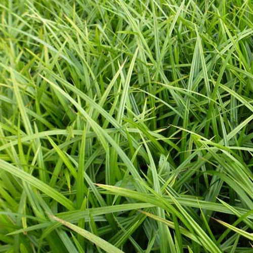 Laîche du Japon Irish Green - Willemse