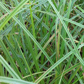 Laîche des rives - Carex - Carex riparia - Plantes