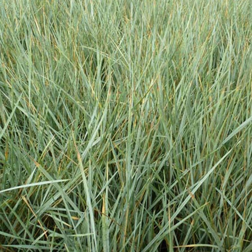 Avoine toujours verte - Willemse