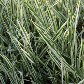 3 Holcus mollis Albovariegatus - Willemse