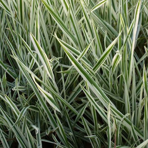 3 Holcus mollis Albovariegatus - Willemse