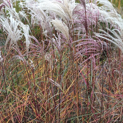 Eulalie Kaskade Roseau de Chine - Willemse