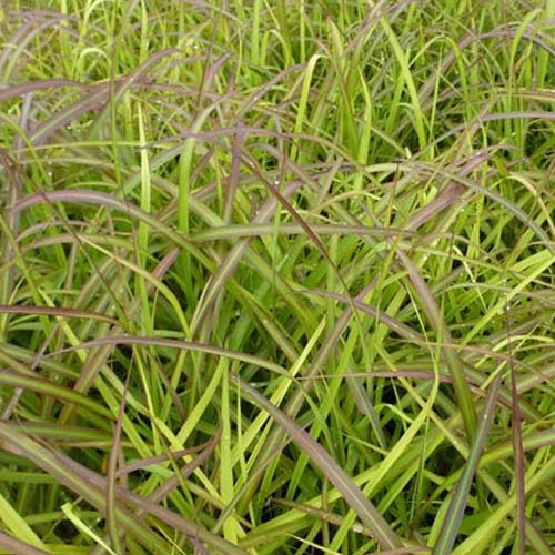 Eulalie Navajo Roseau de Chine - Willemse