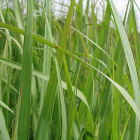 Molinie élevée Molinie érigée - Willemse