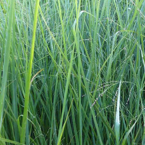 Panic érigé Cloud Nine - Willemse