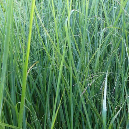 Panic érigé Cloud Nine - Willemse