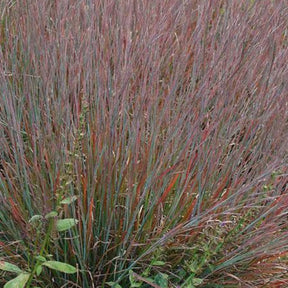 Schizachyrium scoparium Standing Ovation - Willemse