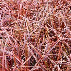 Herbe pourpre Belinda's Find - Willemse