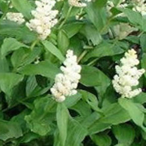 Faux sceau de Salomon - Willemse