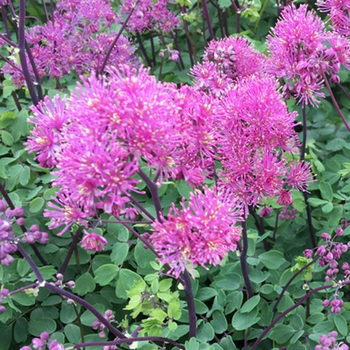 Pigamon Little Pinkie - Willemse