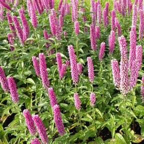 Véronique First Kiss - Willemse