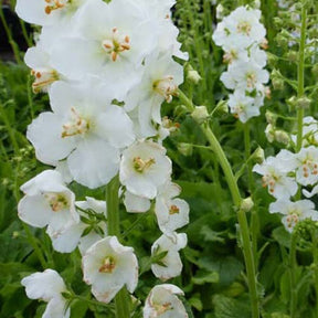 3 Molènes de Phénicie Flush of White - Verbascum phoeniceum flush of white - Willemse