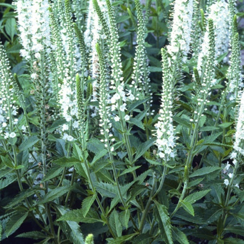 3 Véroniques en épis blanche - Willemse