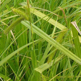 Laîche faux-souchet - Carex pseudocyperus - Plantes