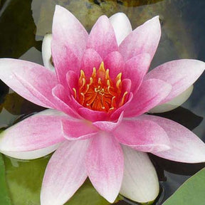 Nénuphar Masaniello - Willemse