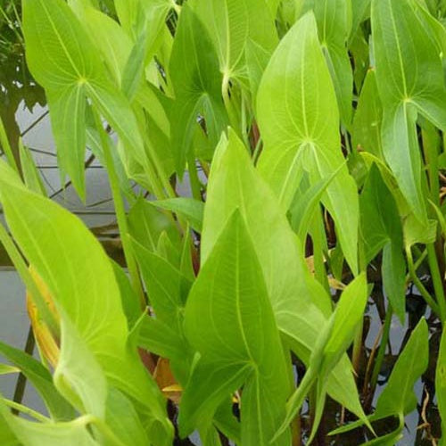 Sagittaire à larges feuilles Sagittaire obtuse Patate d'eau