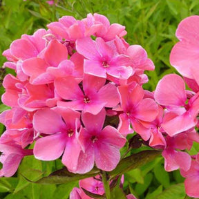3 Phlox paniculés Windsor - Willemse