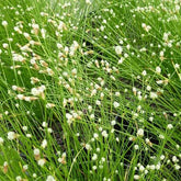 Scirpe infléchi Herbe fibre optique - Isolepis cernua - Plantes