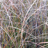 Laîche orange Prairie Fire - Carex - Carex testacea prairie fire - Plantes vivaces